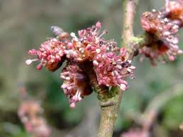 Attēlu rezultāti vaicājumam “Ulmus glabra flower”