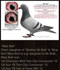 Image result for Abbeyton & Broomfield Racing Pigeons