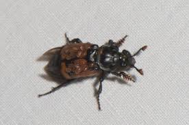 Attēlu rezultāti vaicājumam “Nicrophorus investigator”