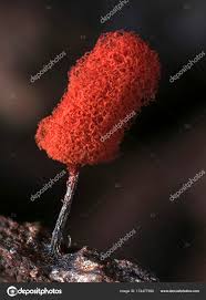 Attēlu rezultāti vaicājumam “Arcyria denudata young”