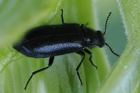 Attēlu rezultāti vaicājumam “Dasytes caeruleus”