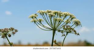 Attēlu rezultāti vaicājumam “Daucus sativus flower”