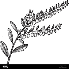 Attēlu rezultāti vaicājumam “Chamaedaphne calyculata fruit”