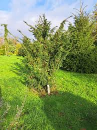 Attēlu rezultāti vaicājumam “Taxus wallichiana”