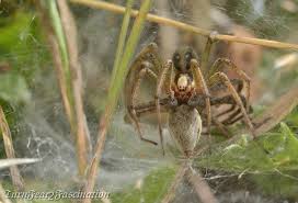 Attēlu rezultāti vaicājumam “Agelena labyrinthica”