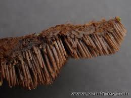 Attēlu rezultāti vaicājumam “Gloiodon strigosus”