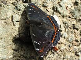Attēlu rezultāti vaicājumam “Limenitis populi underside”