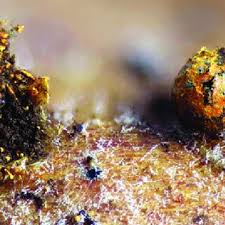 Attēlu rezultāti vaicājumam “Physarum braunianum spores”