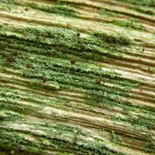 Attēlu rezultāti vaicājumam “Chaenotheca trichialis”