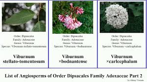 Attēlu rezultāti vaicājumam “Adoxaceae”