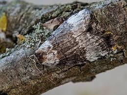 Attēlu rezultāti vaicājumam “Tetheella fluctuosa”