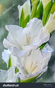 Attēlu rezultāti vaicājumam “Gladiolus imbricatus flower”