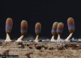 Attēlu rezultāti vaicājumam “Diachea leucopodia”