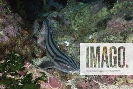 Image result for Poroderma africanum