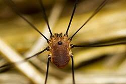 Attēlu rezultāti vaicājumam “Opiliones”