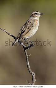 Attēlu rezultāti vaicājumam “Saxicola rubetra”