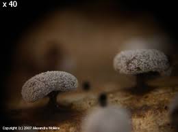 Attēlu rezultāti vaicājumam “Didymium clavus”