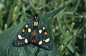 Attēlu rezultāti vaicājumam “Callimorpha dominula”