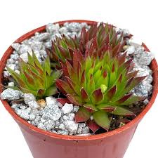 Attēlu rezultāti vaicājumam “Jovibarba globifera leaf”