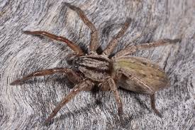 Attēlu rezultāti vaicājumam “Miturgidae”