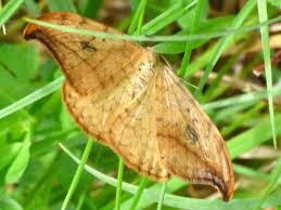 Attēlu rezultāti vaicājumam “Drepana falcataria”