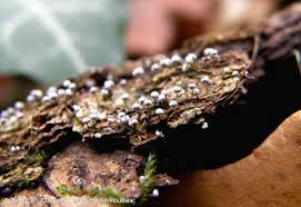 Attēlu rezultāti vaicājumam “Physarum globuliferum spores”