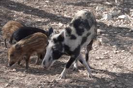 Attēlu rezultāti vaicājumam “Sus scrofa”