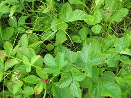 Image result for Rubus sectio