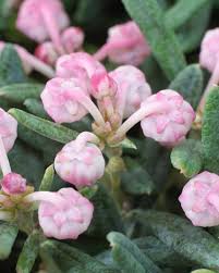 Attēlu rezultāti vaicājumam “Andromeda polifolia fruit”