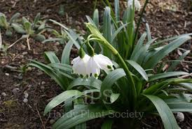 Attēlu rezultāti vaicājumam “Leucojum vernum var. carpathicum”