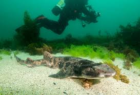 Image result for Cephaloscyllium laticeps