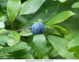 Attēlu rezultāti vaicājumam “Prunus spinosa leaf”