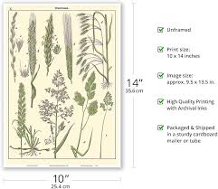 Attēlu rezultāti vaicājumam “Gramineae”