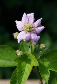 Attēlu rezultāti vaicājumam “Rubus caesius flower”