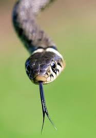 Attēlu rezultāti vaicājumam “Natrix natrix”