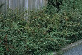 Attēlu rezultāti vaicājumam “Cotoneaster divaricatus fruit”