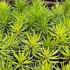 Attēlu rezultāti vaicājumam “Senecio”