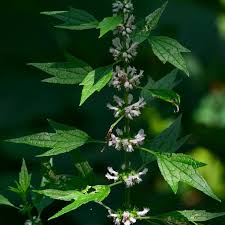 Attēlu rezultāti vaicājumam “Leonurus cardiaca”