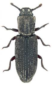 Attēlu rezultāti vaicājumam “Zopheridae”