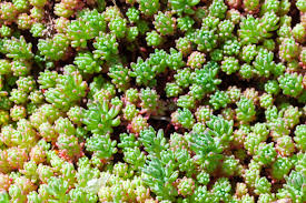 Attēlu rezultāti vaicājumam “Sedum hispanicum leaf”