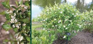 Attēlu rezultāti vaicājumam “Aronia melanocarpa flower”