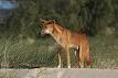Dingo attacks in Australia - Wikipedia, the free encyclopedia