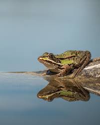 Attēlu rezultāti vaicājumam “Pelophylax adult”