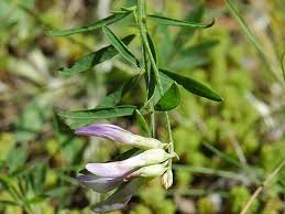 Attēlu rezultāti vaicājumam “Astragalus arenarius fruit”