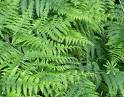 Bracken Fern: A Poisonous Plant to Horses