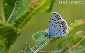 Attēlu rezultāti vaicājumam “Plebejus argus male”