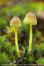 Attēlu rezultāti vaicājumam “Mycena epipterygia”