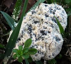 Attēlu rezultāti vaicājumam “Fuligo cinerea”