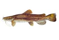 Image result for Mylopharodon conocephalus