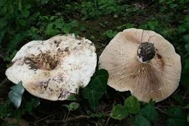 Attēlu rezultāti vaicājumam “Lactarius”